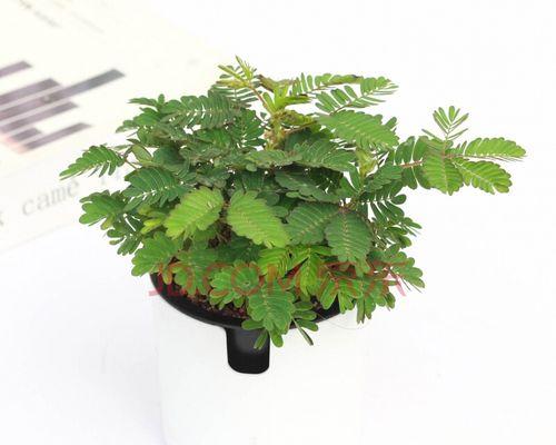 含羞草一盆种几颗最合适?种植数量对生长有影响吗? 含羞草一盆种几颗最合适?种植数量对生长有影响吗?