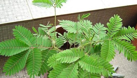 含羞草一盆种几颗最合适?种植数量对生长有影响吗? 含羞草一盆种几颗最合适?种植数量对生长有影响吗?