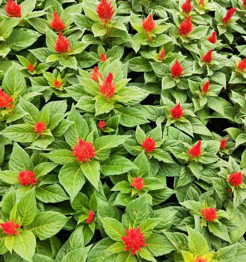 鸡冠花花语(探索鸡冠花的花语及象征意义) 鸡冠花花语(探索鸡冠花的花语及象征意义)