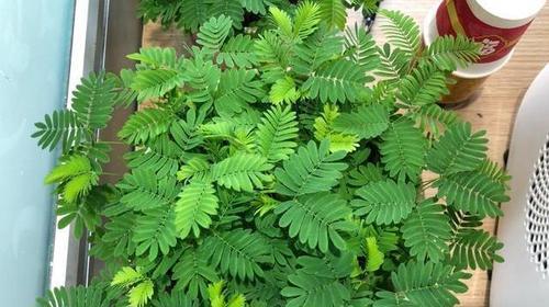 含羞草一盆种几颗最合适?种植数量对生长有影响吗? 含羞草一盆种几颗最合适?种植数量对生长有影响吗?