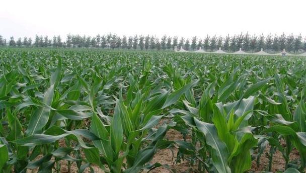 玉米几天浇一次水最好？如何确保水分管理得当？