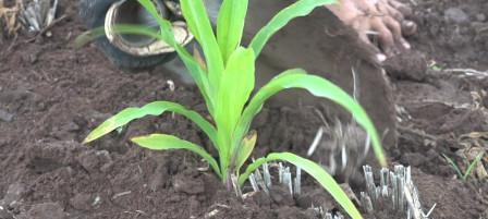 玉米几天浇一次水最好？如何确保水分管理得当？