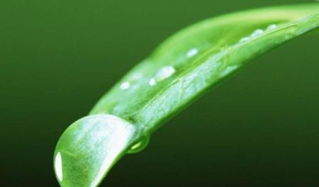 植物世界中象征自律的生命之花（以自律为主题的植物世界中的生命表述）