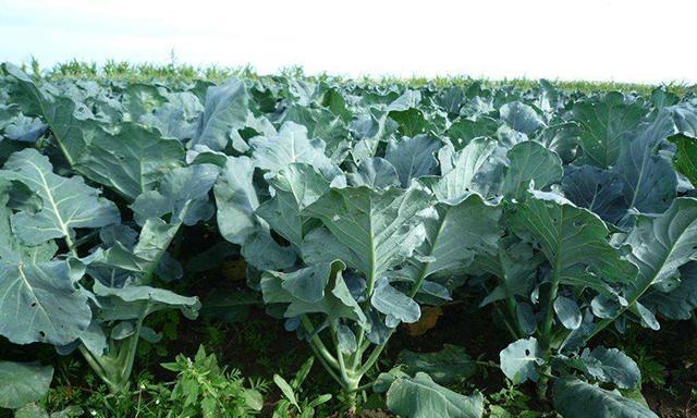 西兰花软腐病用什么药？防治方法和推荐药物是什么？