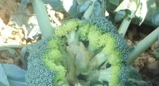 西兰花软腐病用什么药?防治方法和推荐药物是什么? 西兰花软腐病用什么药?防治方法和推荐药物是什么?