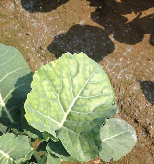 西兰花软腐病用什么药?防治方法和推荐药物是什么? 西兰花软腐病用什么药?防治方法和推荐药物是什么?