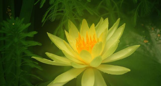 吉祥花之美（各种吉祥花之美）