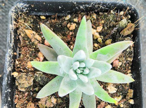 家里种菊花好不好？有哪些注意事项和好处？