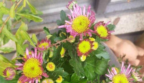 家里种菊花好不好?有哪些注意事项和好处? 家里种菊花好不好?有哪些注意事项和好处?