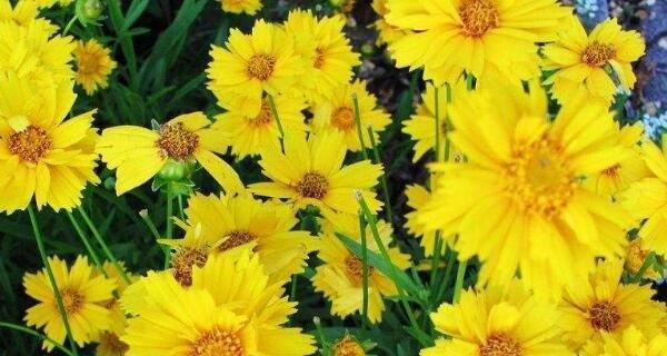 家里种菊花好不好?有哪些注意事项和好处? 家里种菊花好不好?有哪些注意事项和好处?