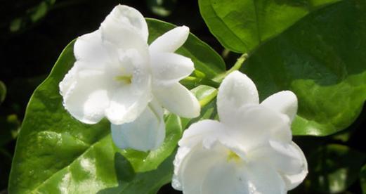 茉莉花的寓意与象征意义(探寻茉莉花的内涵与象征)