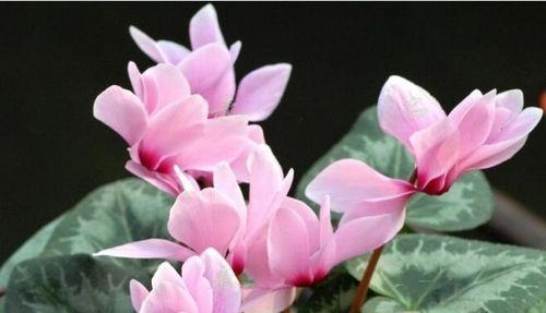 什么花代表幻想?花语中幻想的花有哪些? 什么花代表幻想?花语中幻想的花有哪些?