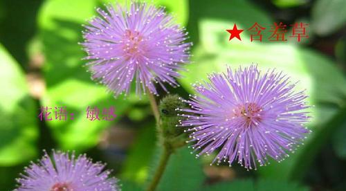 什么花代表幻想?花语中幻想的花有哪些?