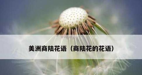 什么花代表幻想?花语中幻想的花有哪些? 什么花代表幻想?花语中幻想的花有哪些?