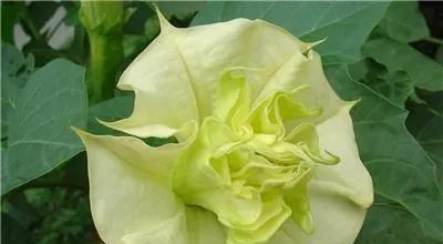 曼陀罗花的花语传说（解读曼陀罗花语的秘密与传说）