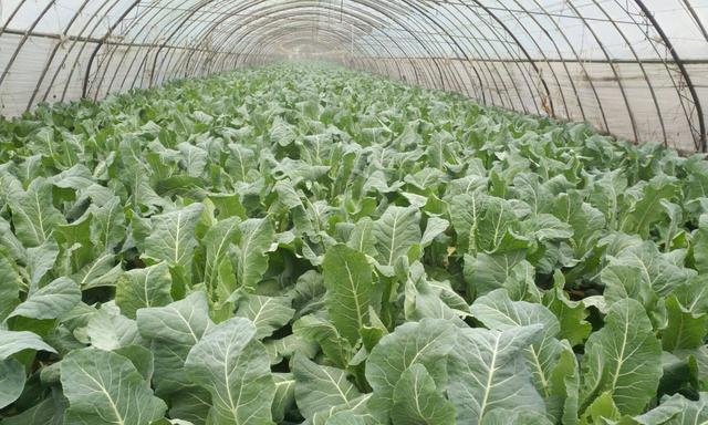 花菜的生长环境是什么?哪些地方条件最适合花菜生长?