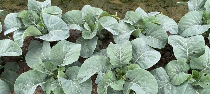 花菜的生长环境是什么?哪些地方条件最适合花菜生长? 花菜的生长环境是什么?哪些地方条件最适合花菜生长?