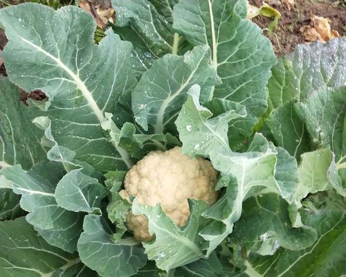 花菜的生长环境是什么?哪些地方条件最适合花菜生长? 花菜的生长环境是什么?哪些地方条件最适合花菜生长?