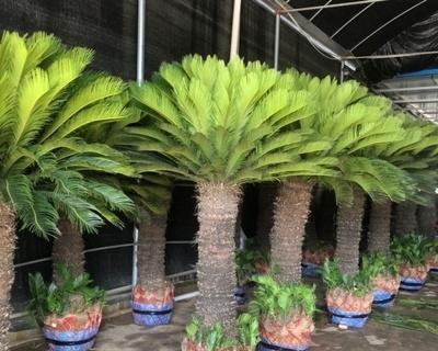 铁树的根系是否真的发达?如何正确养护?