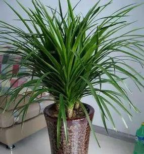 铁树的根系是否真的发达?如何正确养护? 铁树的根系是否真的发达?如何正确养护?