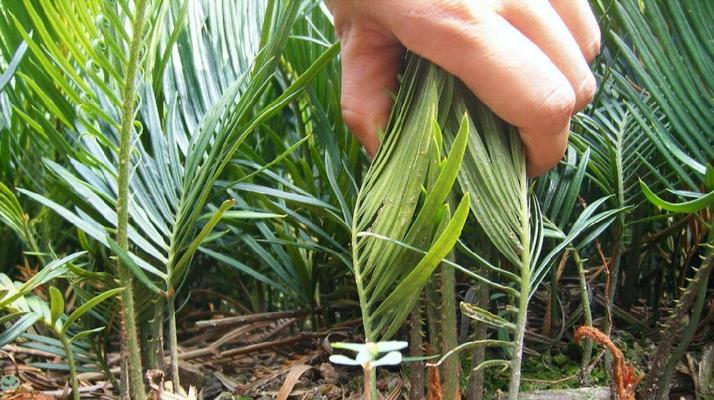 铁树的根系是否真的发达?如何正确养护? 铁树的根系是否真的发达?如何正确养护?