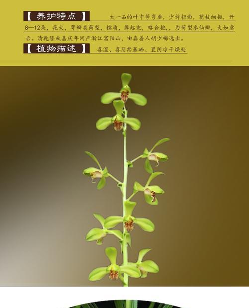 以慧兰花的寓意为主题（唤醒心灵的花朵——慧兰花）