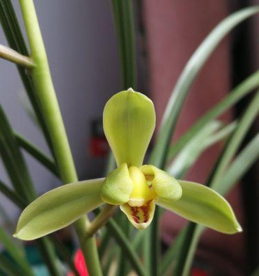 以慧兰花的寓意为主题（唤醒心灵的花朵——慧兰花）