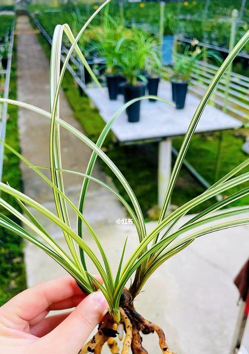 以慧兰花的寓意为主题（唤醒心灵的花朵——慧兰花）