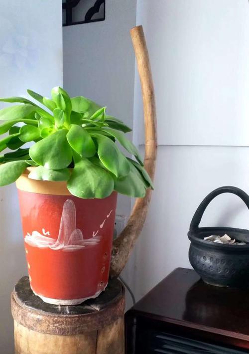 碰碰香烂根了怎么办?如何快速恢复植物健康? 碰碰香烂根了怎么办?如何快速恢复植物健康?