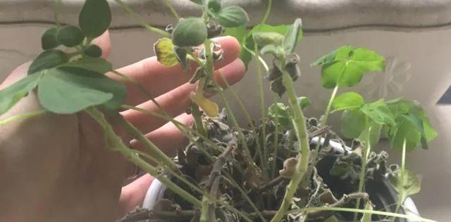 碰碰香烂根了怎么办?如何快速恢复植物健康? 碰碰香烂根了怎么办?如何快速恢复植物健康?