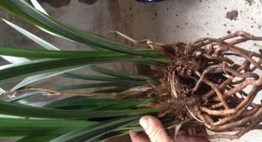 碰碰香烂根了怎么办?如何快速恢复植物健康? 碰碰香烂根了怎么办?如何快速恢复植物健康?