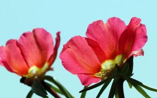 以太阳花的花语之美——阳光希望与爱的象征（探寻以太阳花独特的花语）