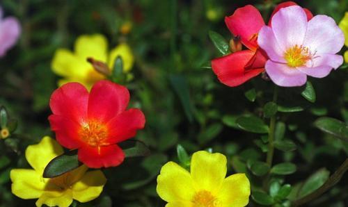 以太阳花的花语之美——阳光希望与爱的象征（探寻以太阳花独特的花语）