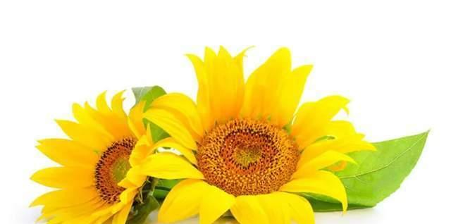 以太阳花的花语之美——阳光希望与爱的象征（探寻以太阳花独特的花语）