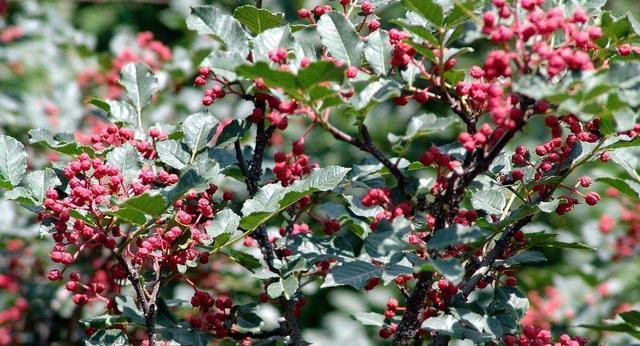 花椒几年结果实?种植花椒结果周期是多久?