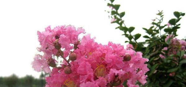 花语传说（探寻花语传说中的秘密）