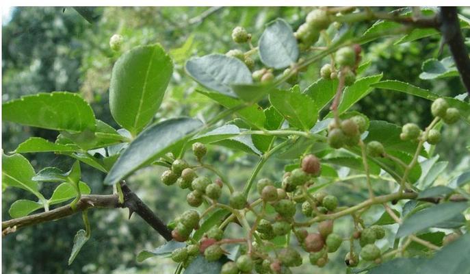 花椒几年结果实?种植花椒结果周期是多久? 花椒几年结果实?种植花椒结果周期是多久?