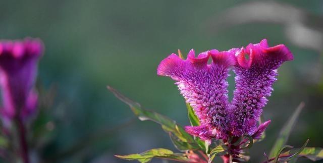 花语传说（探寻花语传说中的秘密）