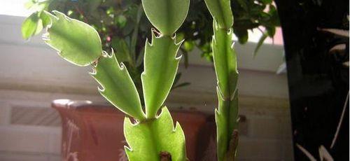 如何正确嫁接蟹爪兰?养殖过程中应注意哪些问题? 如何正确嫁接蟹爪兰?养殖过程中应注意哪些问题?