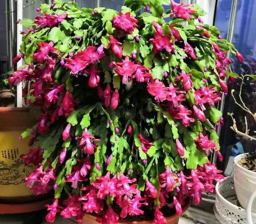 如何正确嫁接蟹爪兰?养殖过程中应注意哪些问题?