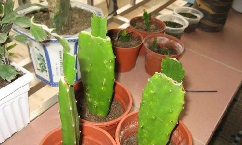 如何正确嫁接蟹爪兰?养殖过程中应注意哪些问题? 如何正确嫁接蟹爪兰?养殖过程中应注意哪些问题?