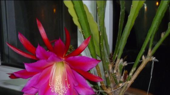 令箭荷花开花时浇水的正确方法是什么? 令箭荷花开花时浇水的正确方法是什么?