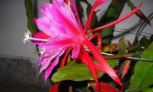 令箭荷花开花时浇水的正确方法是什么? 令箭荷花开花时浇水的正确方法是什么?