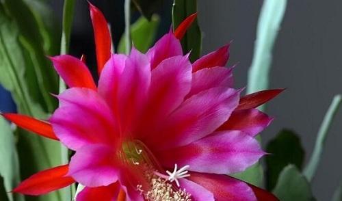 令箭荷花开花时浇水的正确方法是什么? 令箭荷花开花时浇水的正确方法是什么?