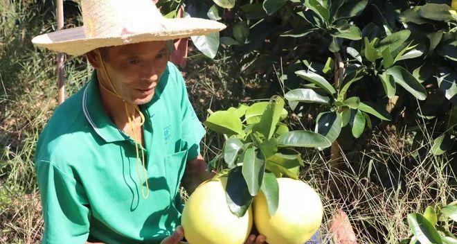 红柚什么时候成熟？如何判断采摘的最佳时间？