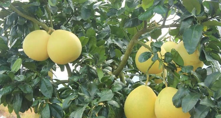 红柚什么时候成熟?如何判断采摘的最佳时间?