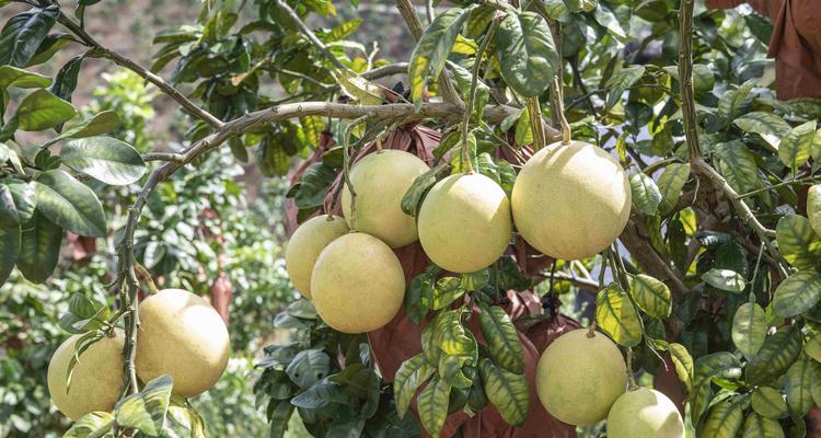 红柚什么时候成熟？如何判断采摘的最佳时间？