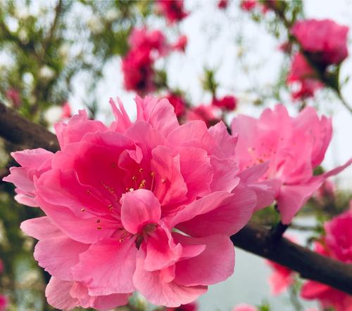 桃花（桃花的特点及其寓意）