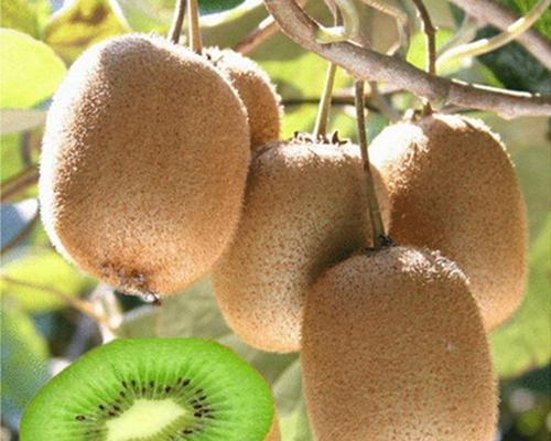奇异果和猕猴桃是同一种水果吗?它们之间有哪些主要区别? 奇异果和猕猴桃是同一种水果吗?它们之间有哪些主要区别?