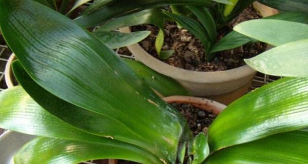 君子兰病虫害如何防治?防治措施有哪些? 君子兰病虫害如何防治?防治措施有哪些?